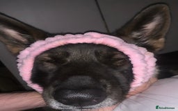 Mixed Breed dogs for sale: alaskan blue german shepard for rehoming (£100) - Advert 6