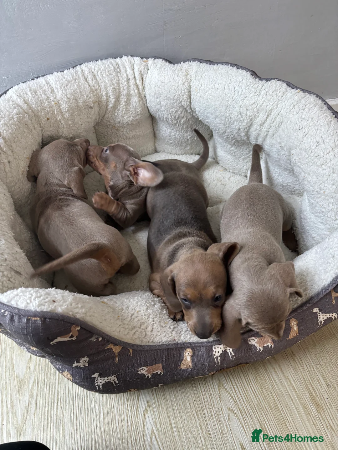 Dachshund dogs for sale: 4 beautiful Isabella and tan puppy’s  - Advert 2