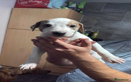Lurcher dogs for sale: Lurcher pups looking for their forever 🏡 - Image 5