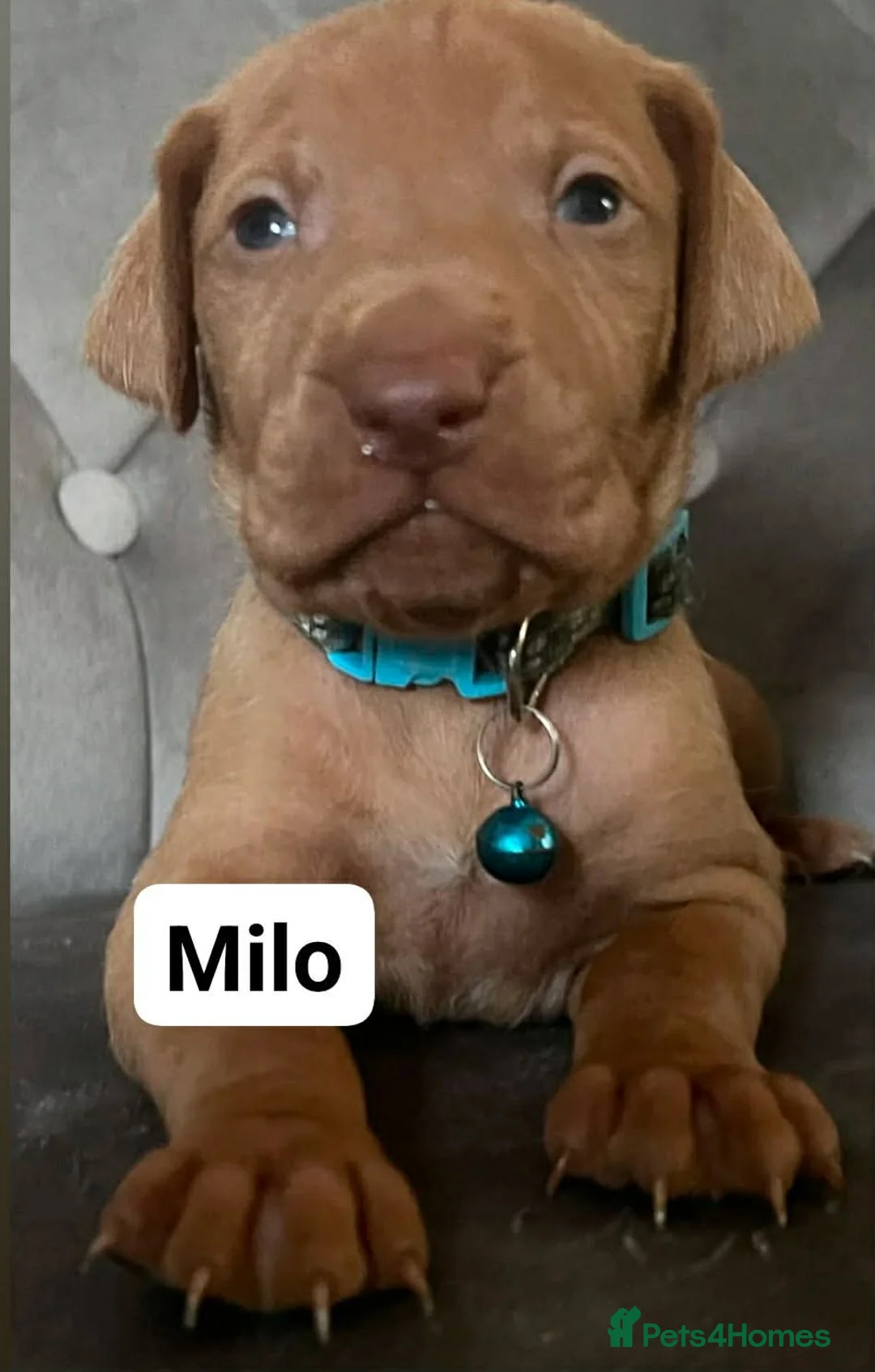 Hungarian Vizsla dogs for sale: Extra Ordinary Beautiful Hungarian Vizsla - Advert 21