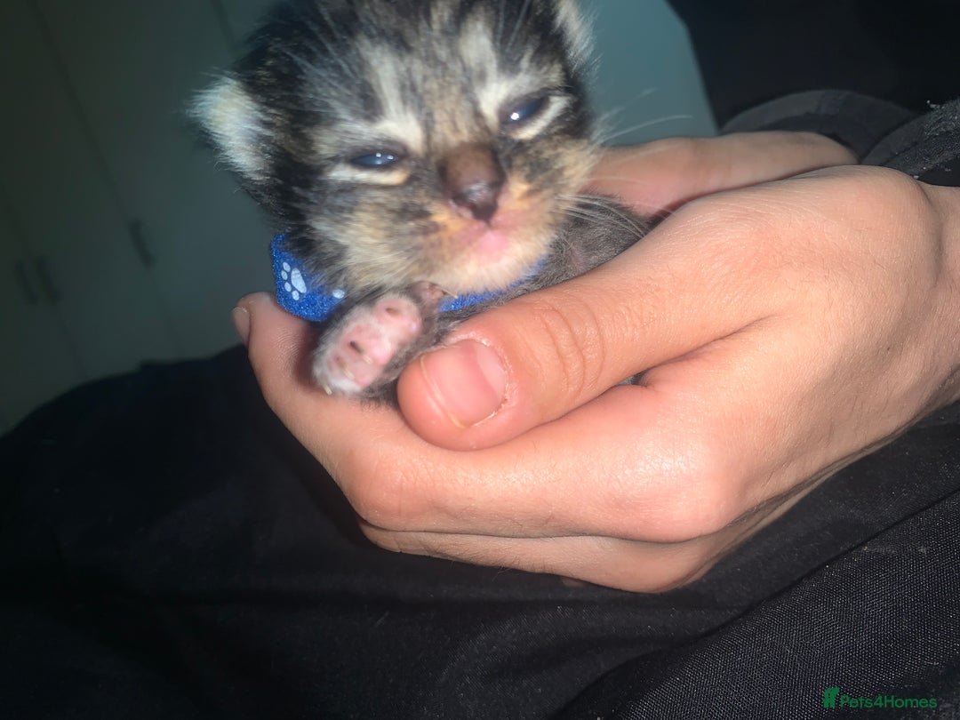 Mixed Breed cats for sale: beautiful kittens  - Image 18