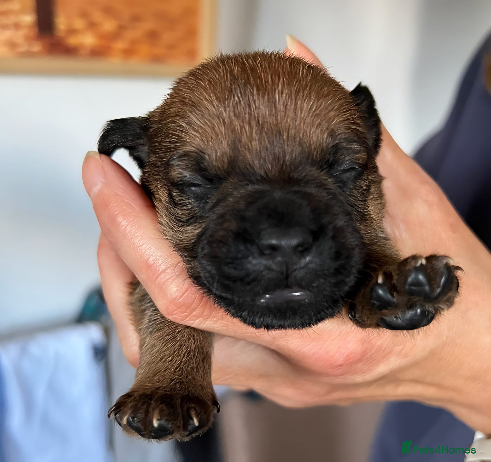 Mixed Breed dogs F2 Border x Patterdale pups - Advert 2