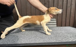 Lurcher dogs for sale: Beautiful Lurcher Puppies – Well Bred, Ready Now! - Image 16