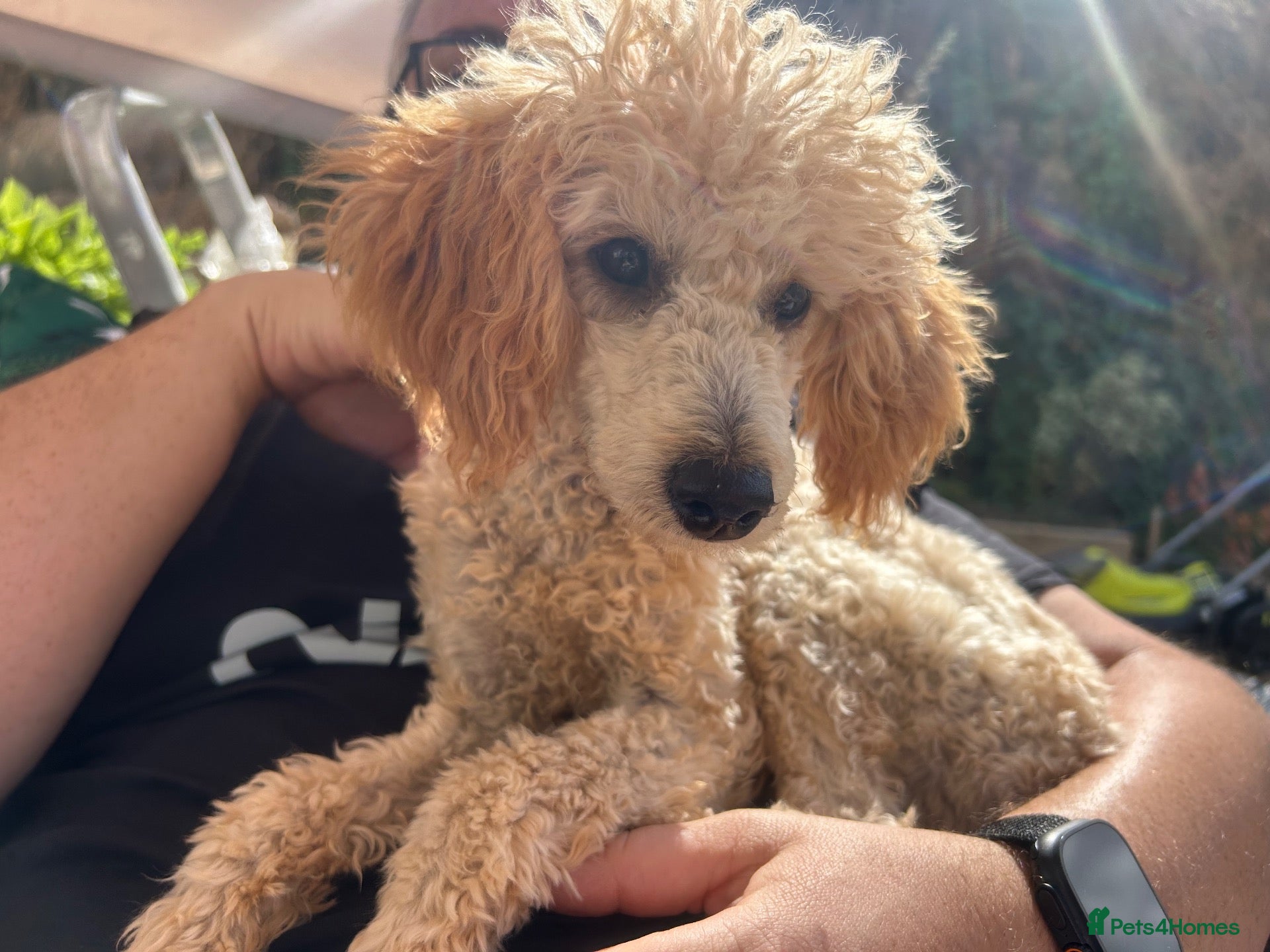Miniature Poodle dogs 6 month old small sized miniature female poodle - Advert 7
