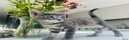 Bengal cats for sale: 3 Beautiful Blue Female TICA Reg Bengal kittens  - Advert 12