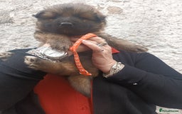 German Shepherd dogs for sale: German shepherd  - Image 1