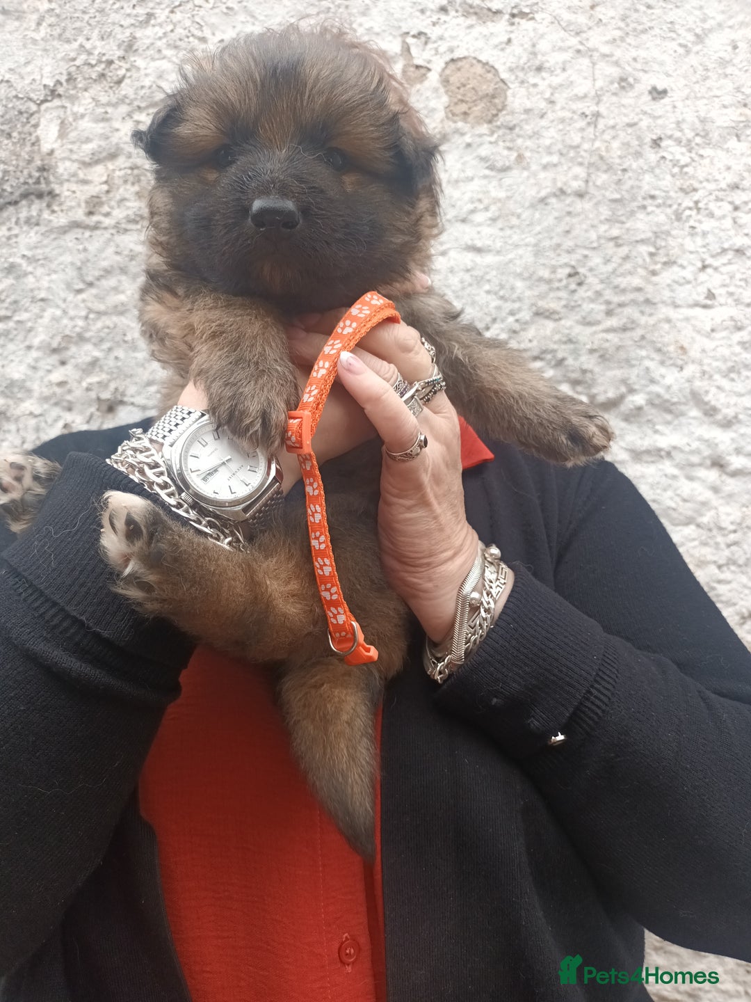 German Shepherd dogs for sale: German shepherd  - Image 1