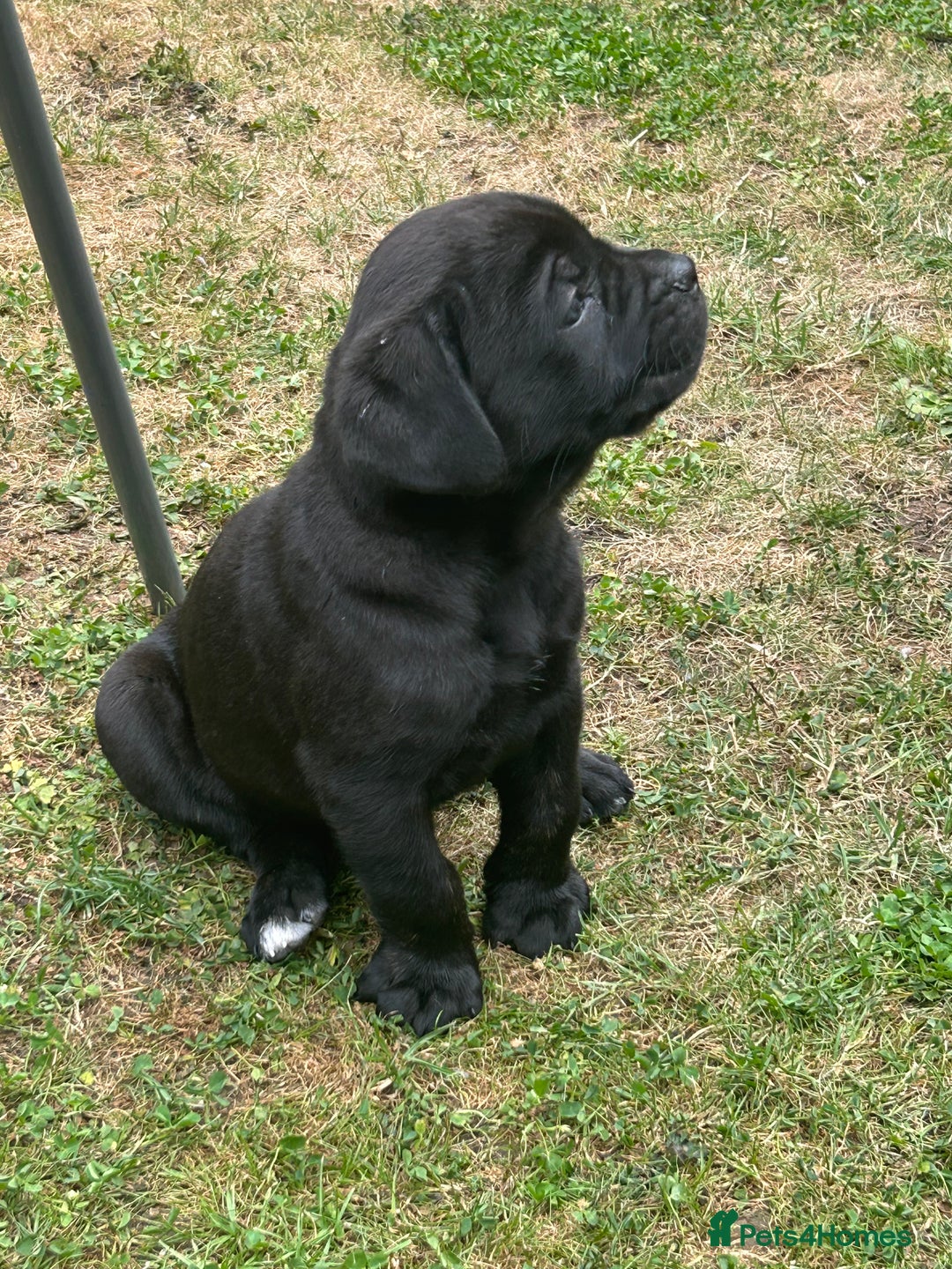 Cane Corso dogs for sale: Cane Corso Puppy 8 - Beautiful Cane Corso puppies  - Image 27