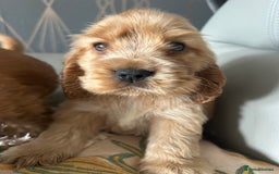 Cocker Spaniel dogs for sale: Show type cocker  spaniel “ Villaspaniol  ” kC reg - Image 22