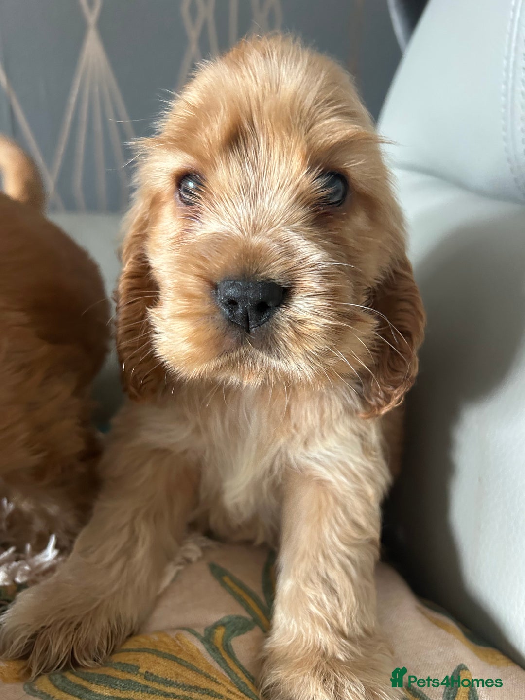 Cocker Spaniel dogs for sale: Show type cocker  spaniel “ Villaspaniol  ” kC reg - Image 22