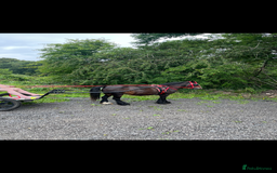 Irish Cob horses for sale: 💕sally💕 11.2h mare ride and drive   - Image 1