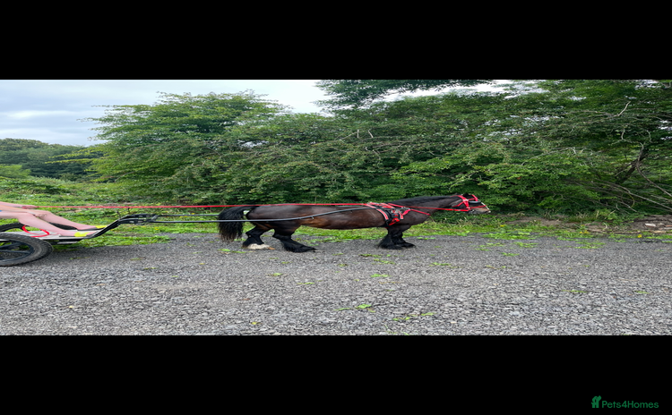 Irish Cob horses - Advert 5