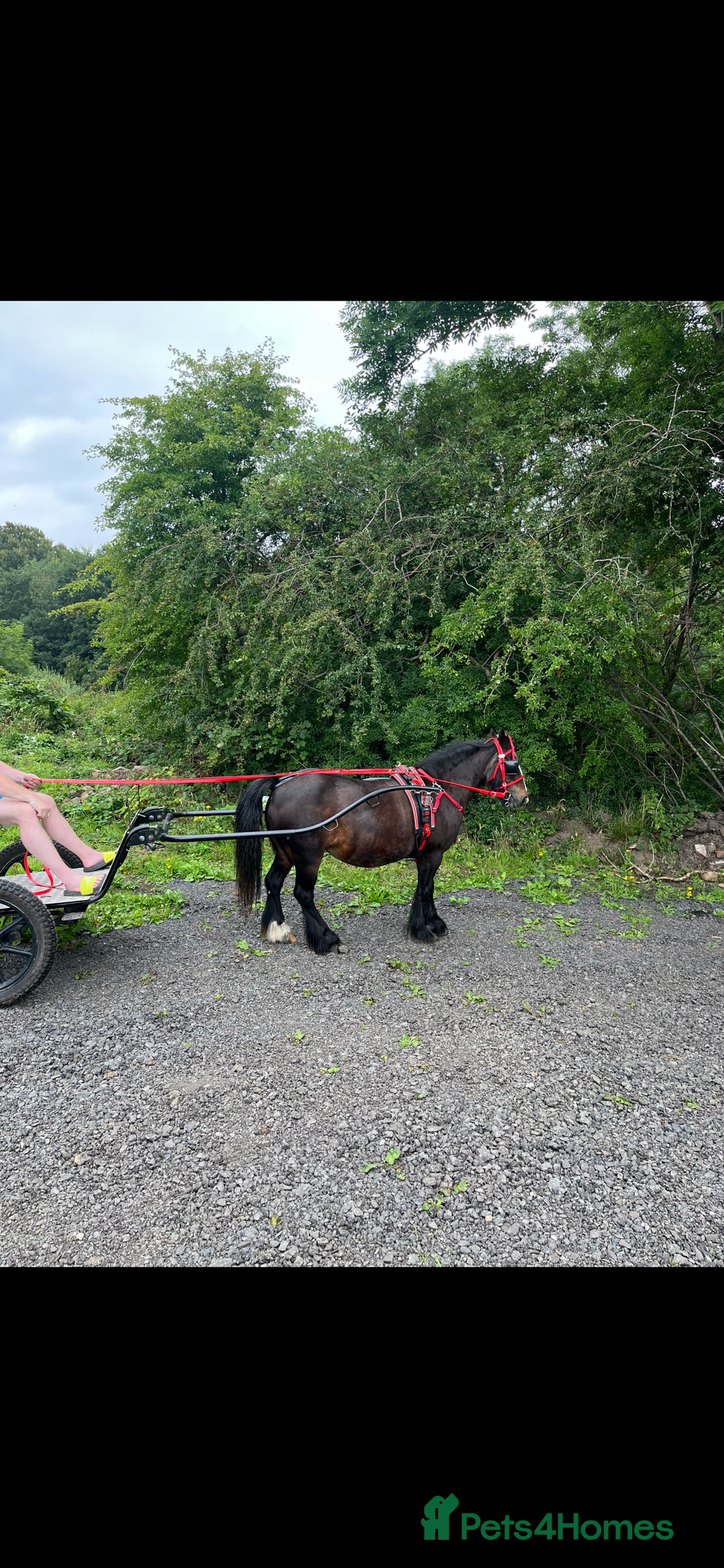 Irish Cob horses for sale: 💕sally💕 11.2h mare ride and drive   - Image 1