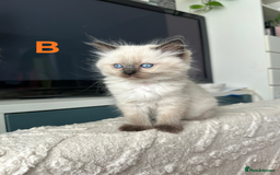 Ragdoll cats for sale: Beautiful Ragdoll kittens - Image 6