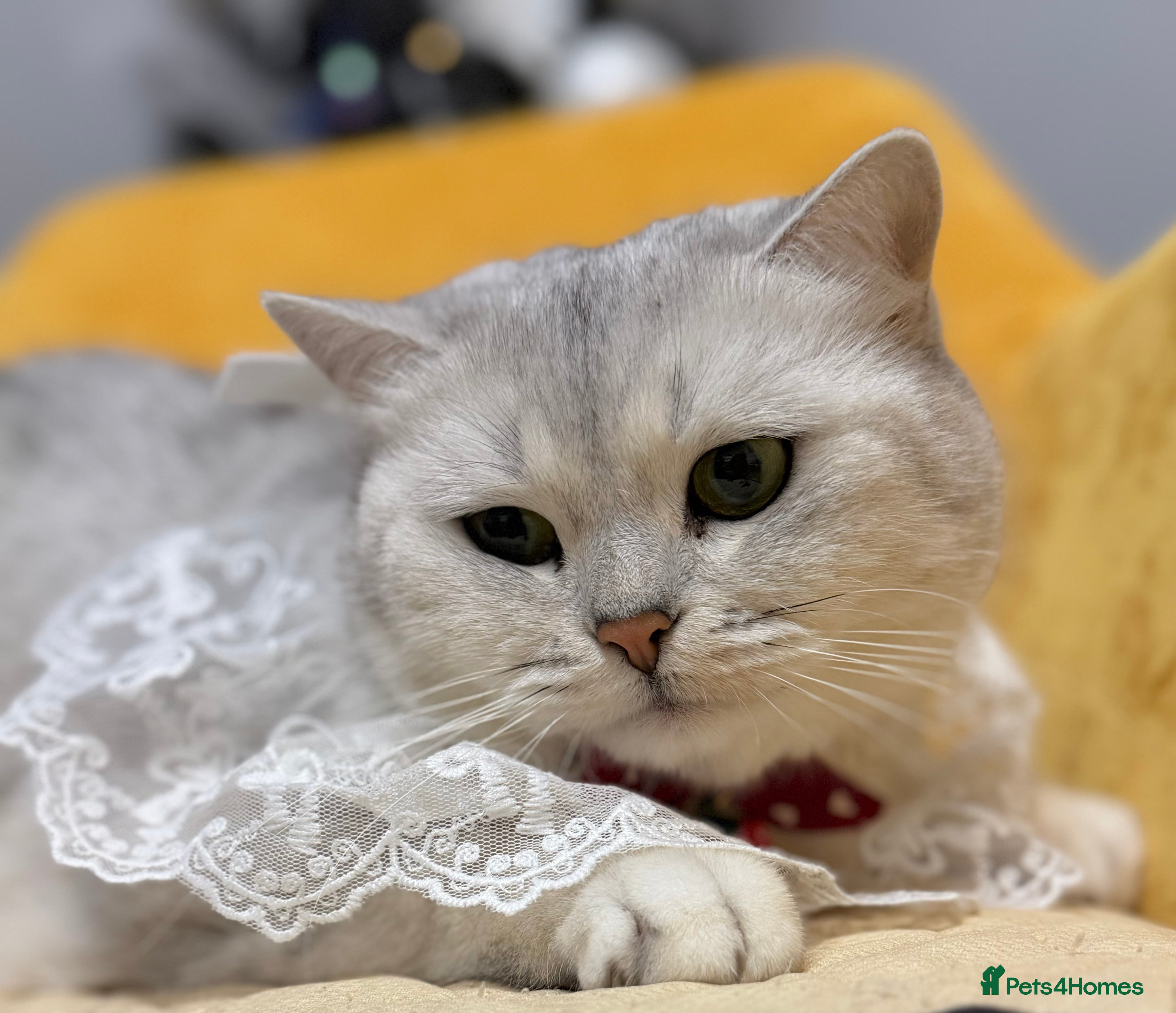 British Shorthair cats British Shorthair.GCCF - Advert 4