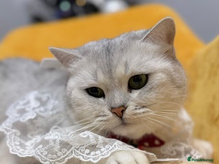 British Shorthair cats British Shorthair.GCCF - Advert 18