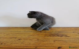 British Shorthair cats for sale: REDUCED LAST 4 REMAINING! TICA BRITISH SHORTHAIRS - Image 6