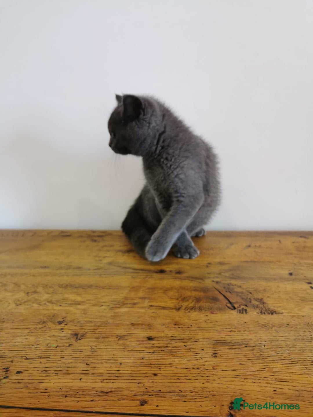 British Shorthair cats for sale: REDUCED LAST 4 REMAINING! TICA BRITISH SHORTHAIRS - Image 6