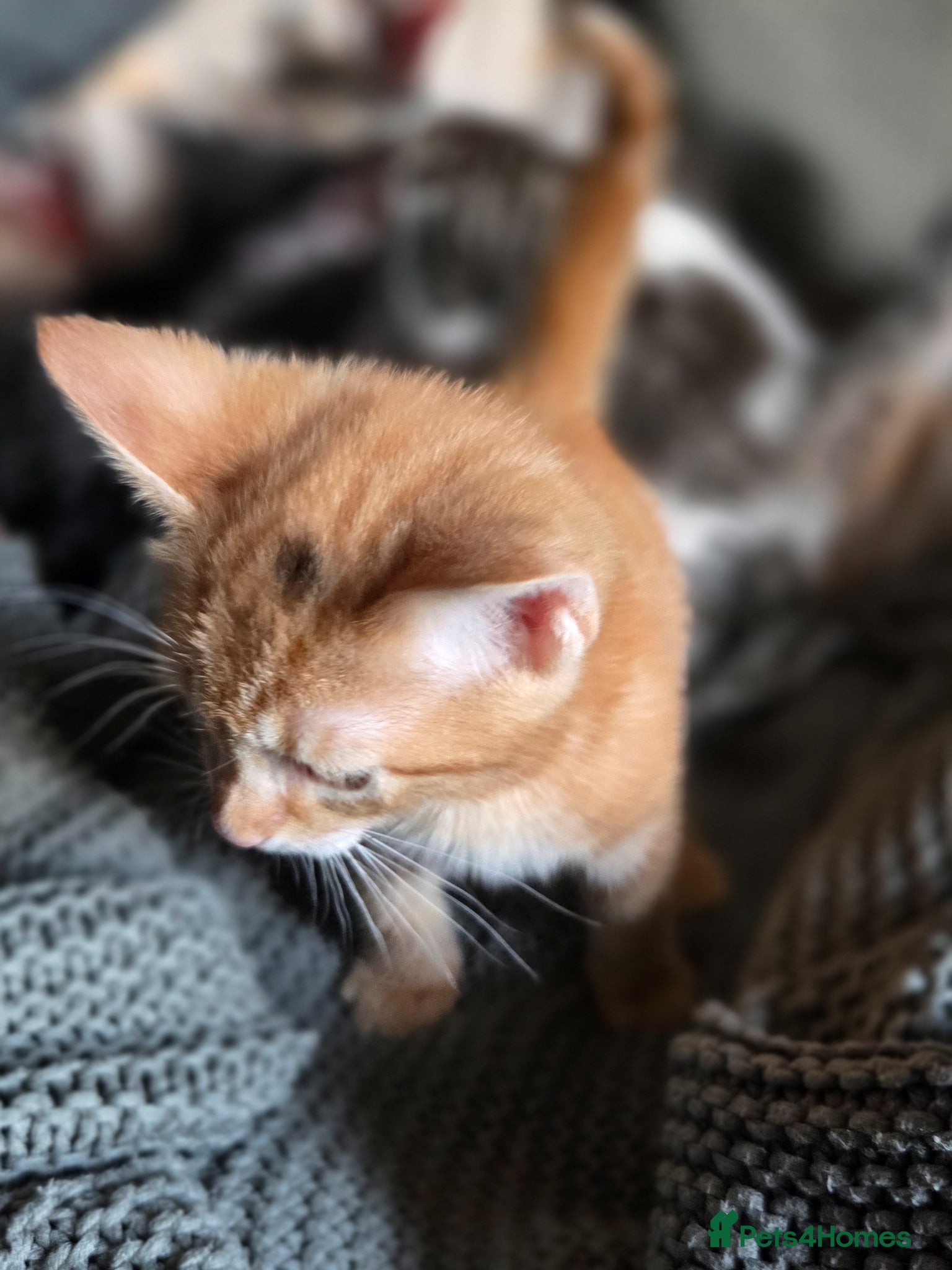Mixed Breed cats for sale: Kittens ready now PLEASE READ! - Advert 12