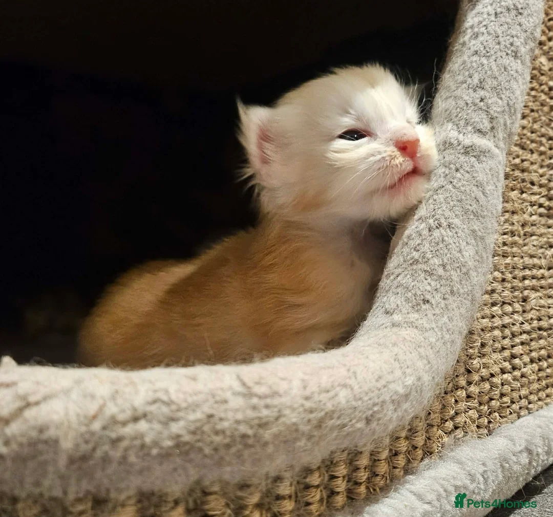 Maine Coon cats for sale: XXL Exceptional Pedigree Kittens Russian line - Advert 17