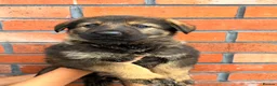 German Shepherd dogs for sale: Exceptional Czech German Shepherd WorkingLine Pups - Advert 12