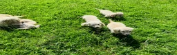 Miniature Dachshund dogs for sale: Cream/blonde long hair kc reg miniature dachshund  - Advert 12