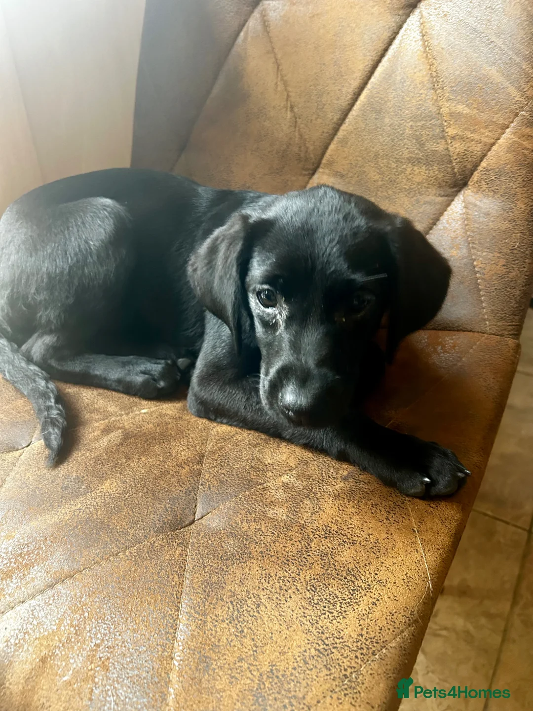 Labrador Retriever dogs for sale: Trained Labrador for sale  - Advert 1