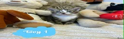 Mixed Breed cats for sale: 🩷Cross Maine Coone Kittens🩷 - Advert 13