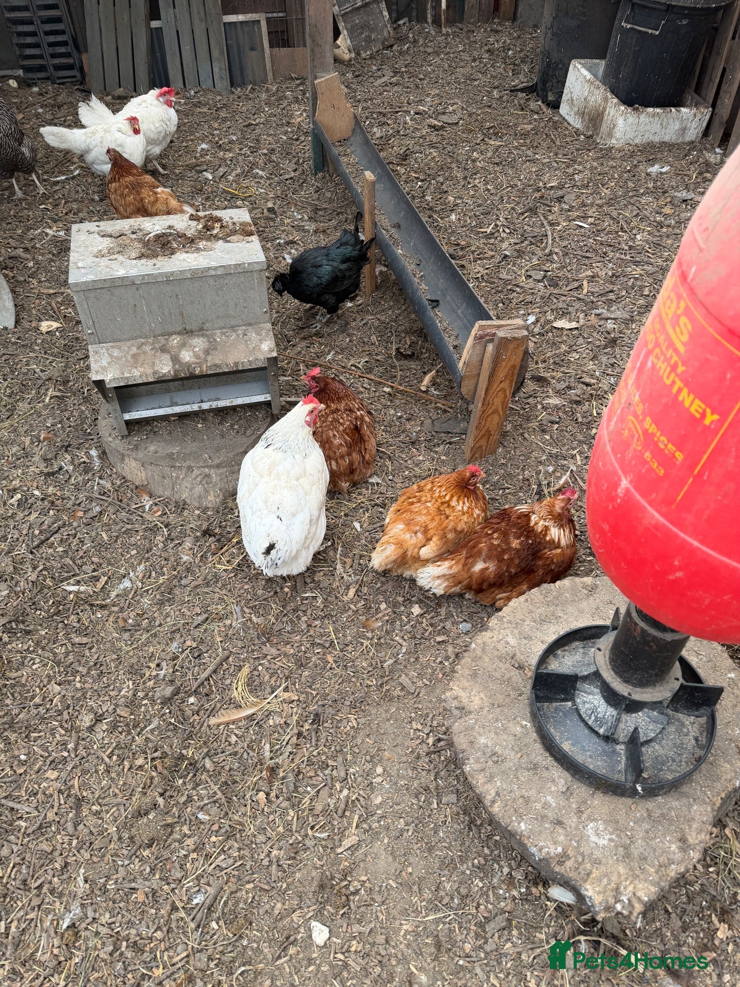 Chickens poultry Young chicken  - Advert 17