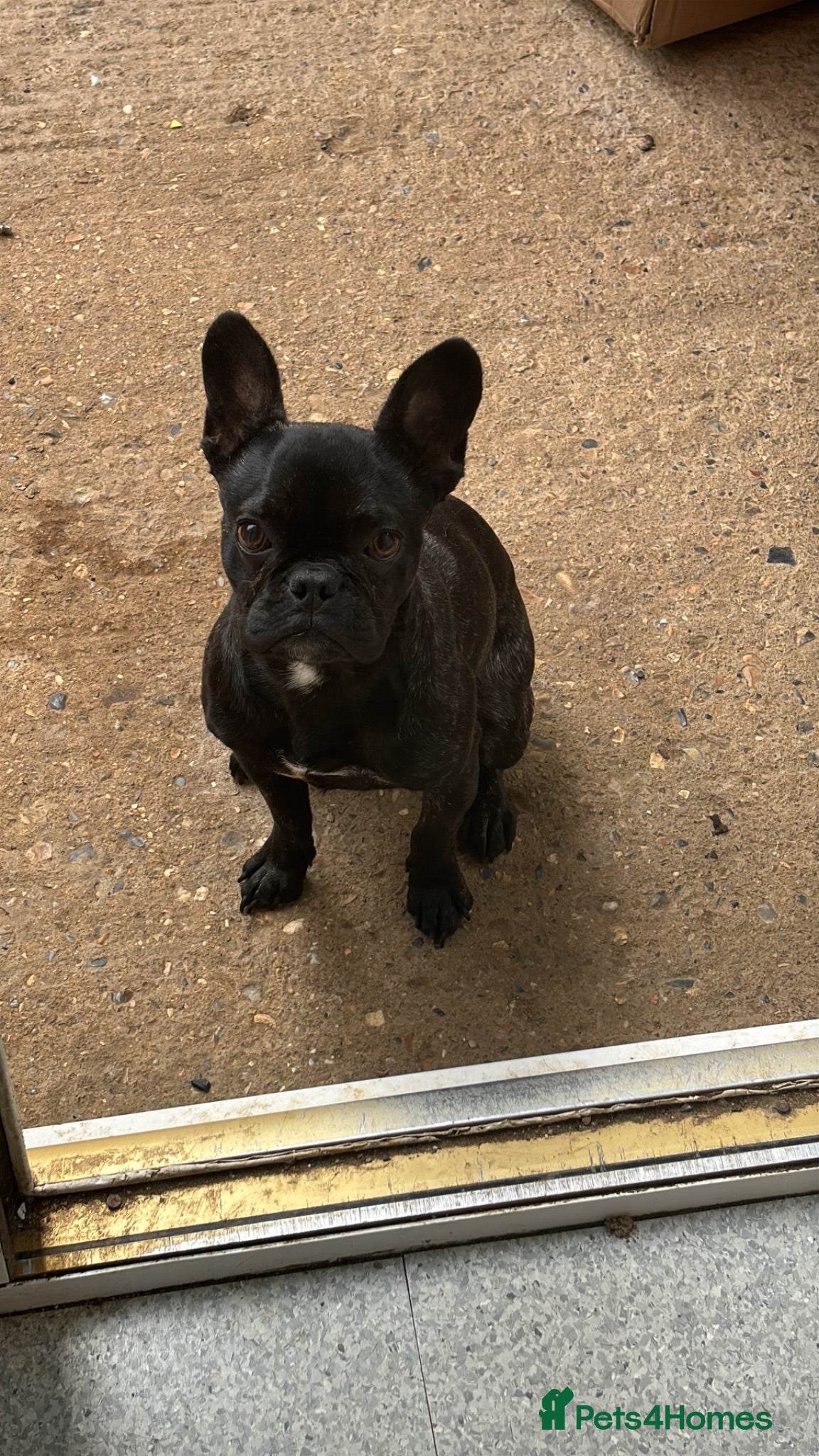French Bulldog dogs Female French bull dog 8 months  - Advert 17