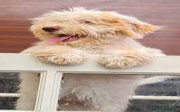 Lagotto Romagnolo dogs for sale: ❗️Ready to go❗️Lagotto - The best breed ever in London - Image 8