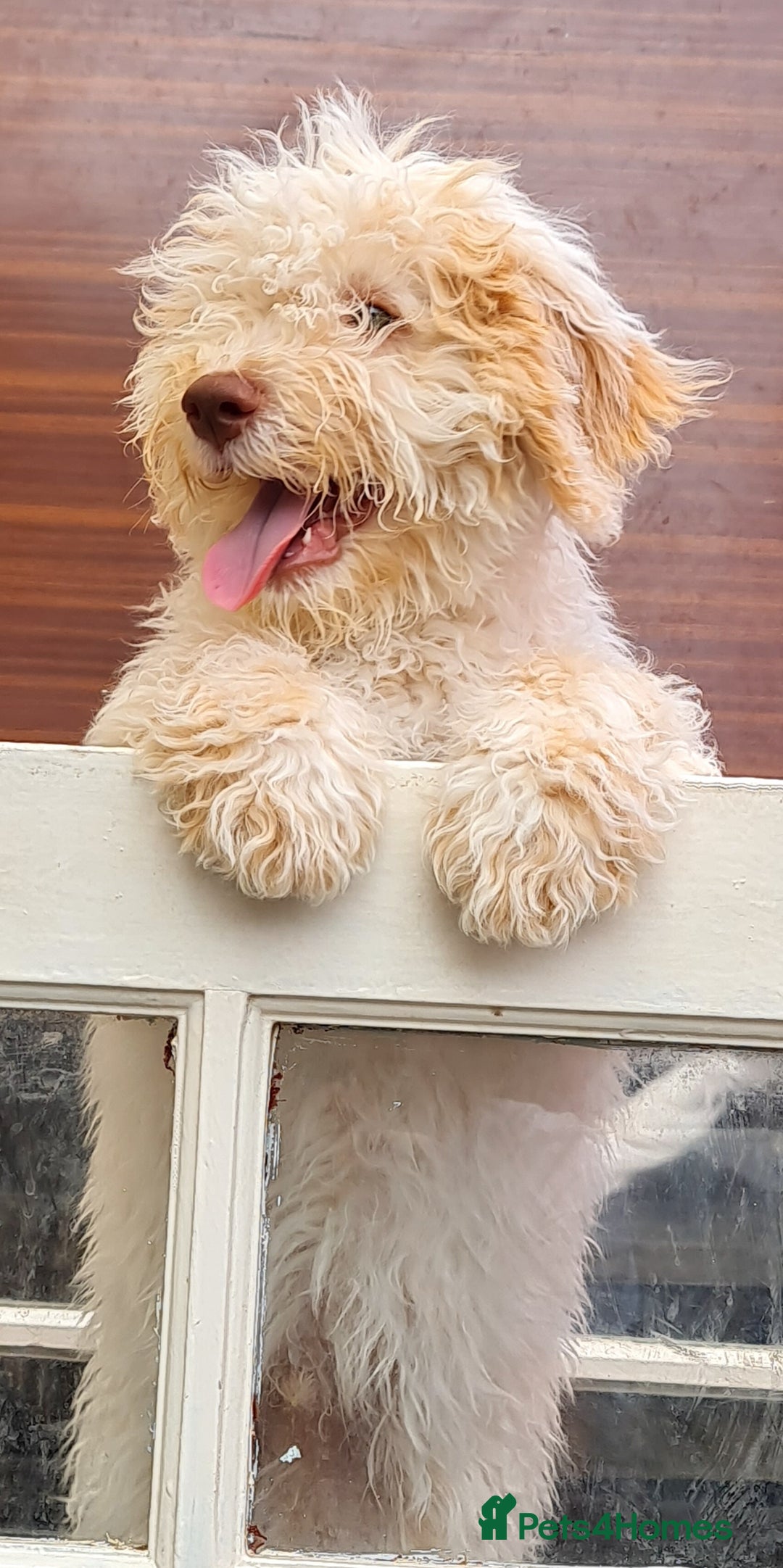 Lagotto Romagnolo dogs for sale: ❗️Ready to go❗️Lagotto - The best breed ever in London - Image 8