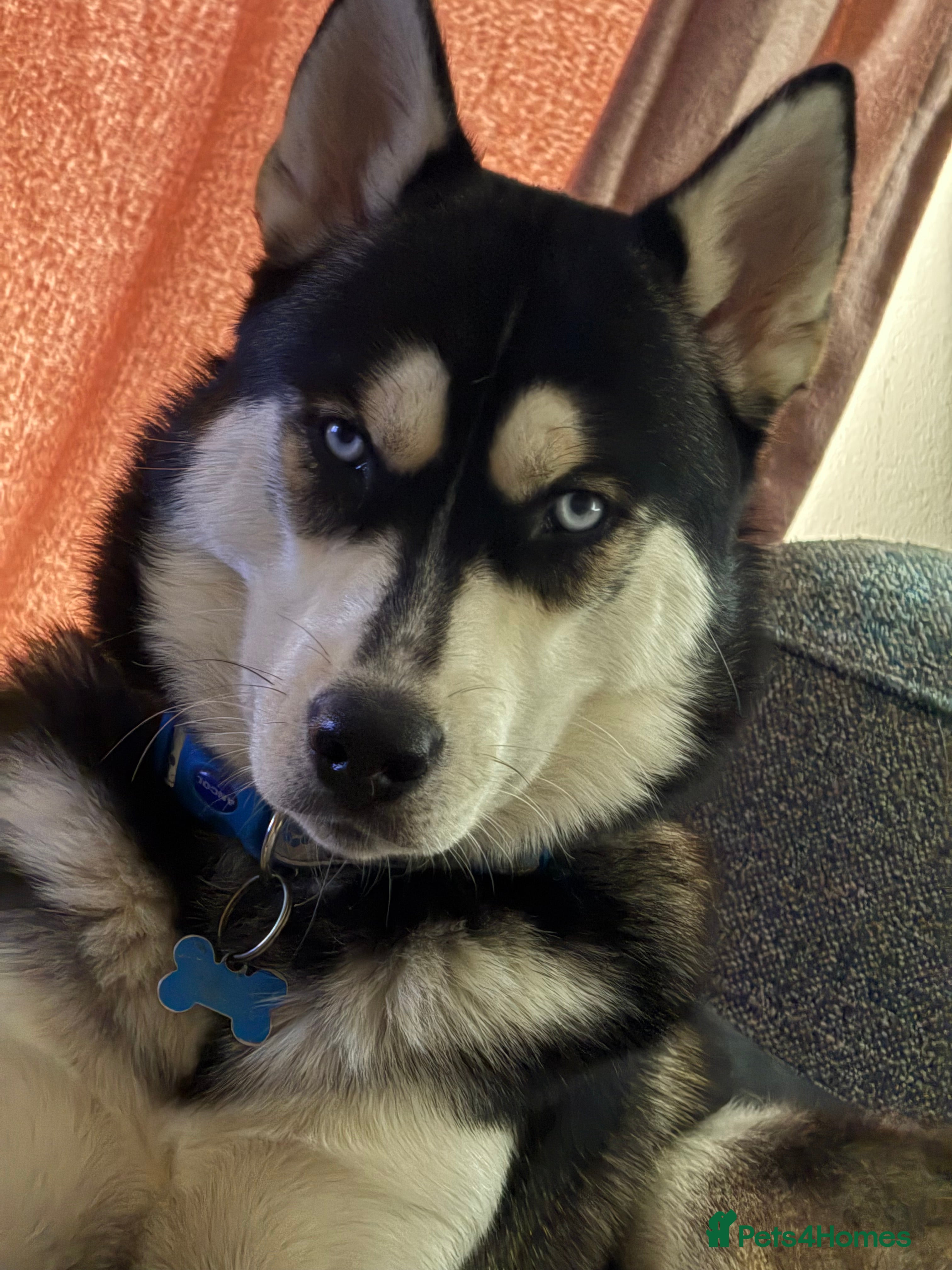 Siberian Husky dogs Meet Alfie the Husky 🐕💙 - Advert 1