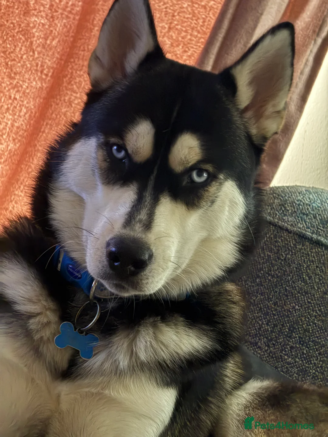 Siberian Husky dogs for sale: Meet Alfie the Husky 🐕💙 - Advert 1