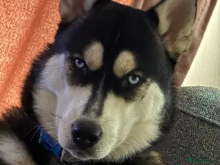 Siberian Husky dogs Meet Alfie the Husky 🐕💙 - Advert 1