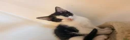 Domestic Shorthair cats for sale: STILL AVAILABLE- 2 black and white kittens  - Advert 13