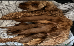 Cavapoo dogs for sale: Cavapoo pups  - Image 13