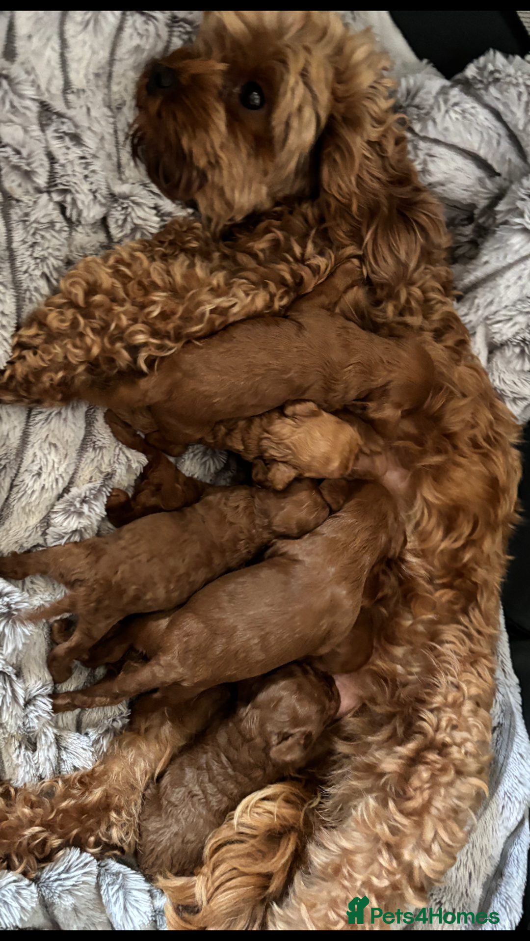 Cavapoo dogs for sale: Cavapoo pups  - Image 13