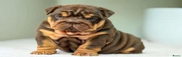 English Bulldog dogs for sale: ⭐️⭐️⭐️2 OUTSTANDING FEMALES⭐️⭐️⭐️ - Advert 9