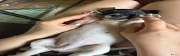 Jack Russell dogs for sale: 1 Female Jack Russell Puppy - Advert 9