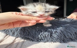 Bengal cats for sale: Beautiful half bengal kittens  - Image 8