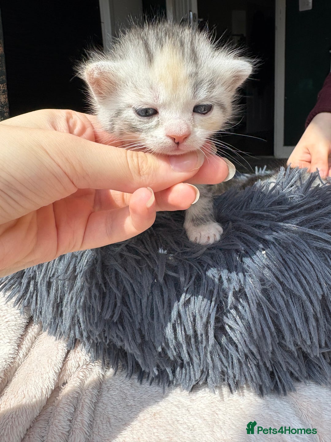 Bengal cats for sale: Beautiful half bengal kittens  - Image 8