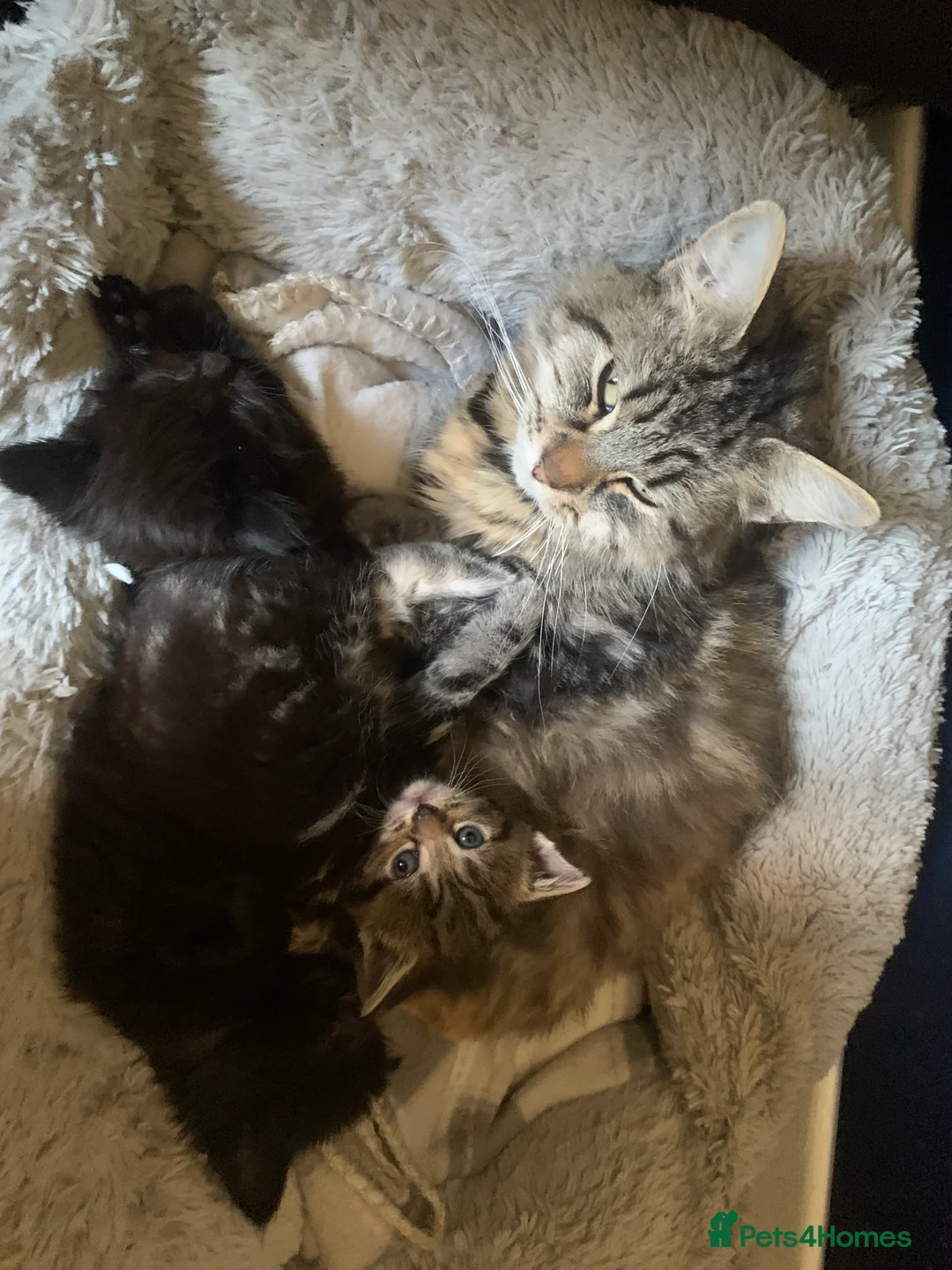 Mixed Breed cats for sale: 2 beautiful kittens  in Brighton - Advert 13
