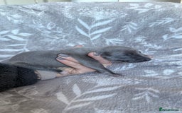 Whippet dogs for sale: OUTSTANDING PRESTIGIOUS LAGUNA BLUE WHIPPETS! KC - Image 3