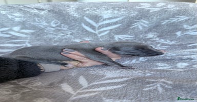 Whippet dogs - Advert 10