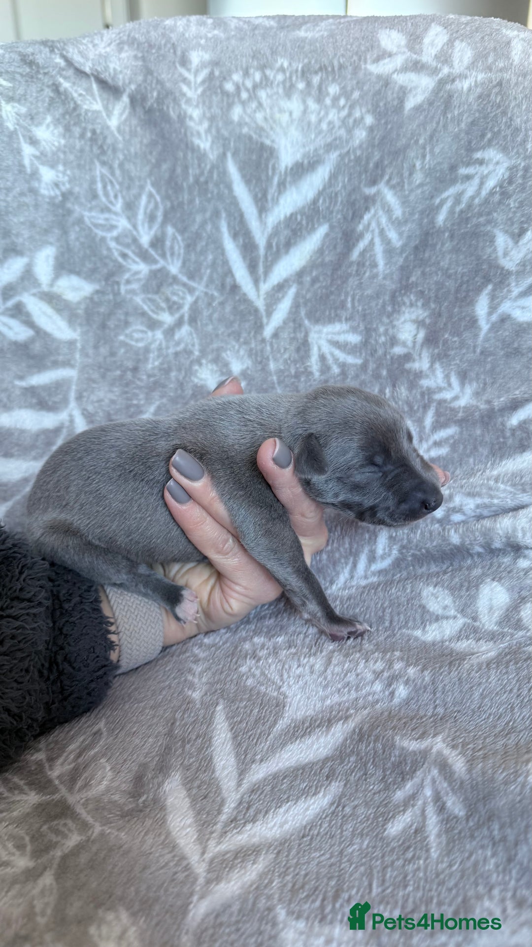 Whippet dogs for sale: OUTSTANDING PRESTIGIOUS LAGUNA BLUE WHIPPETS! KC - Image 3