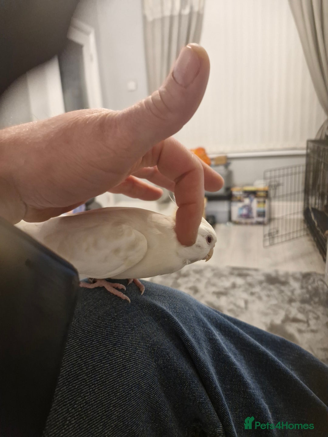 Cockatiels birds for sale: Cockatiel  - Advert 6