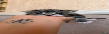 Mixed Breed 2