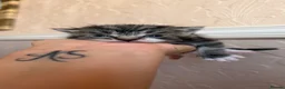 Mixed Breed cats for sale: Four kittens  - Advert 6