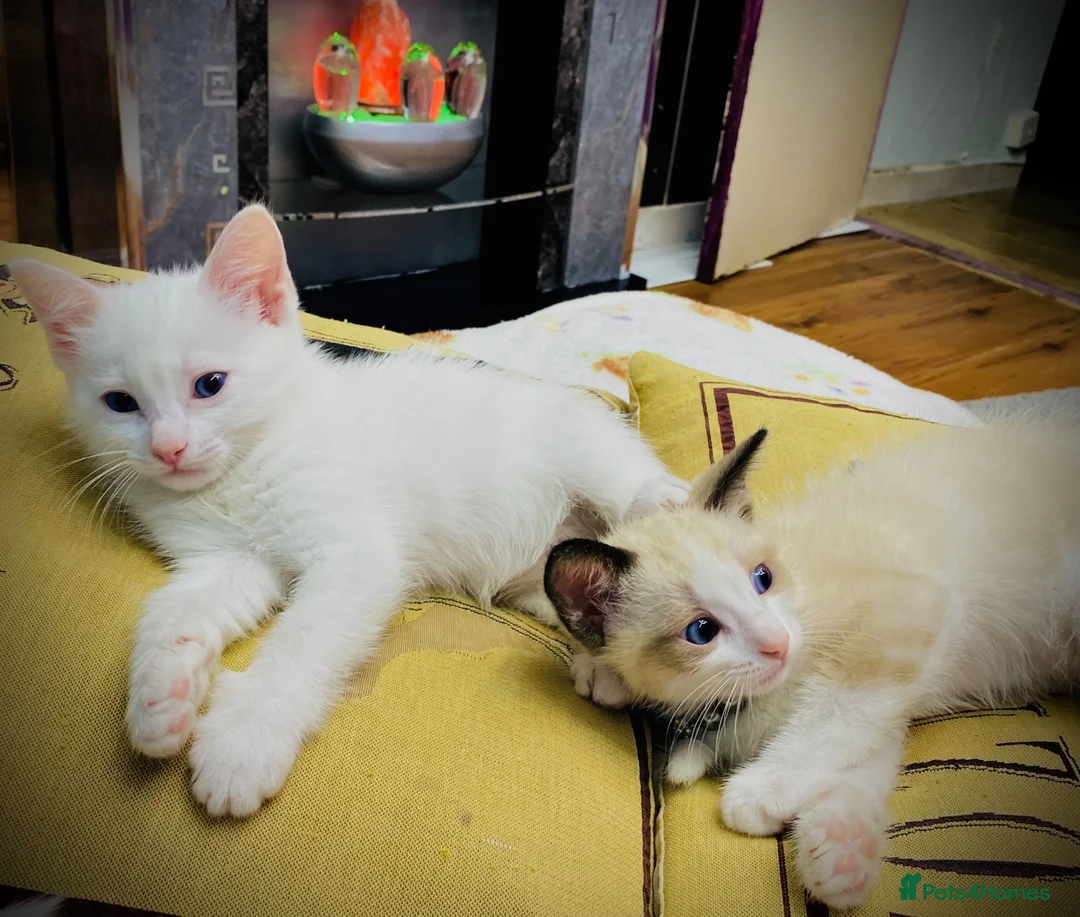 Ragdoll cats for sale: ragdoll kitten different eye colours  - Advert 17